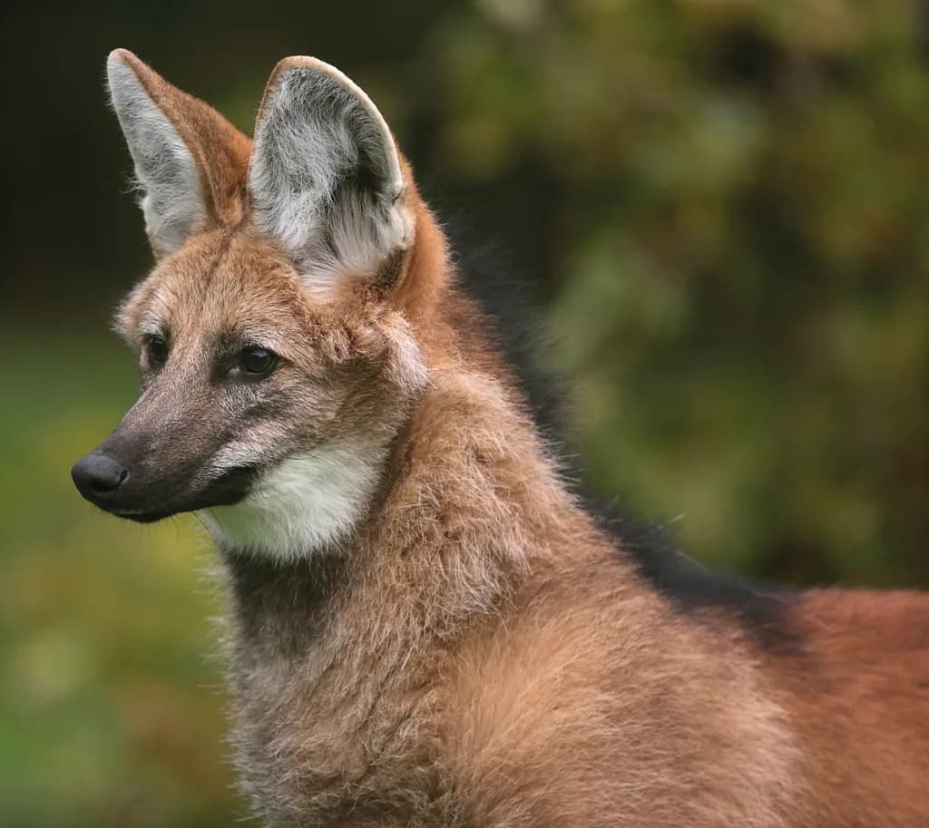 Exmoor Zoological and Conservation Centre - Image 2