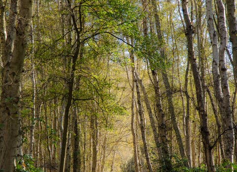 Great Fen - Main view