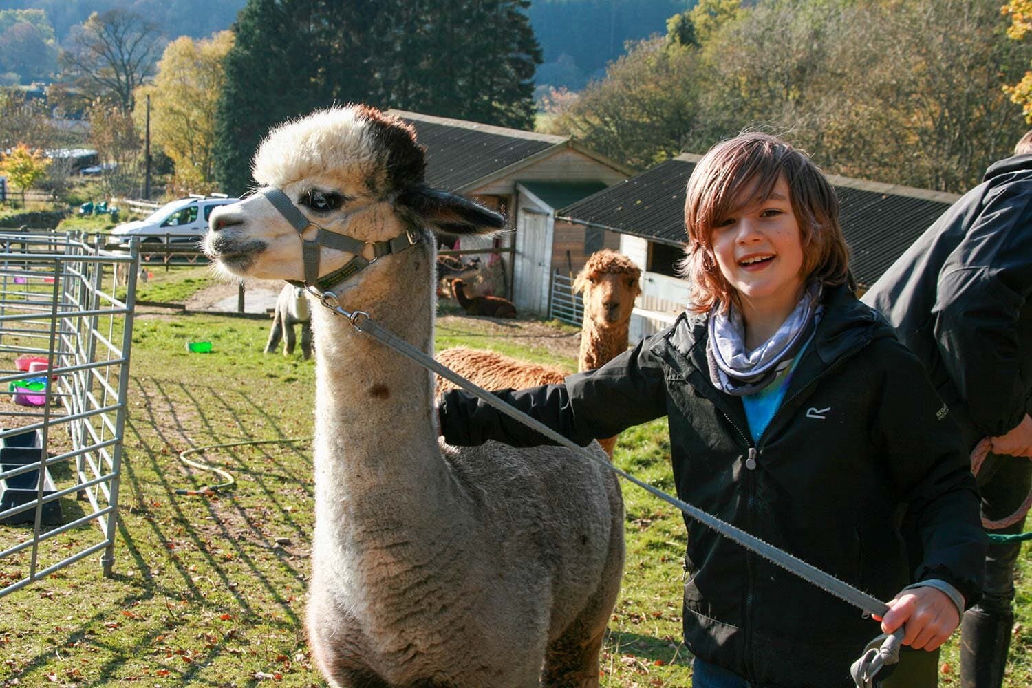 Velvet Hall Alpacas - Image 2
