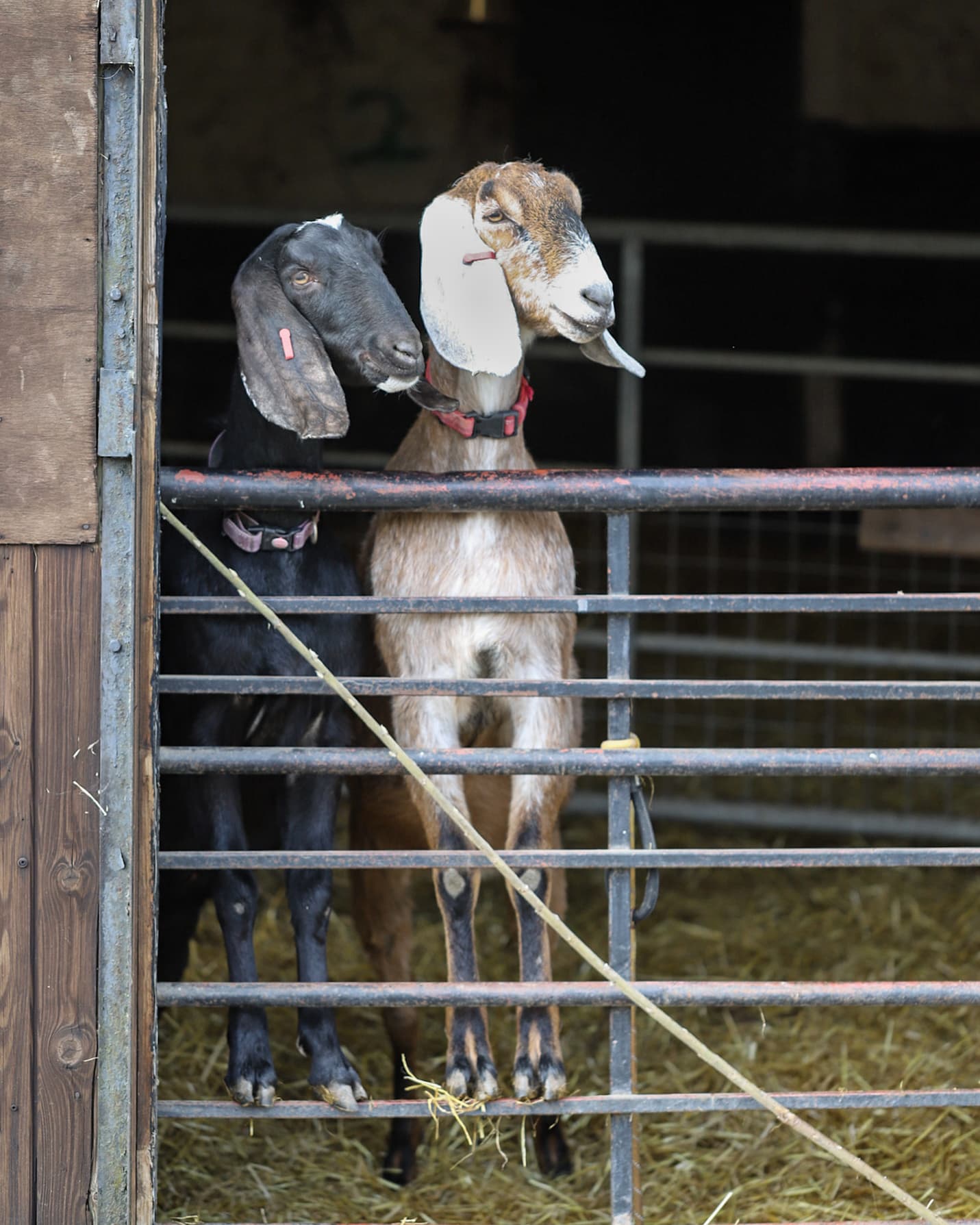 Ferne Animal Sanctuary Charity - Main view