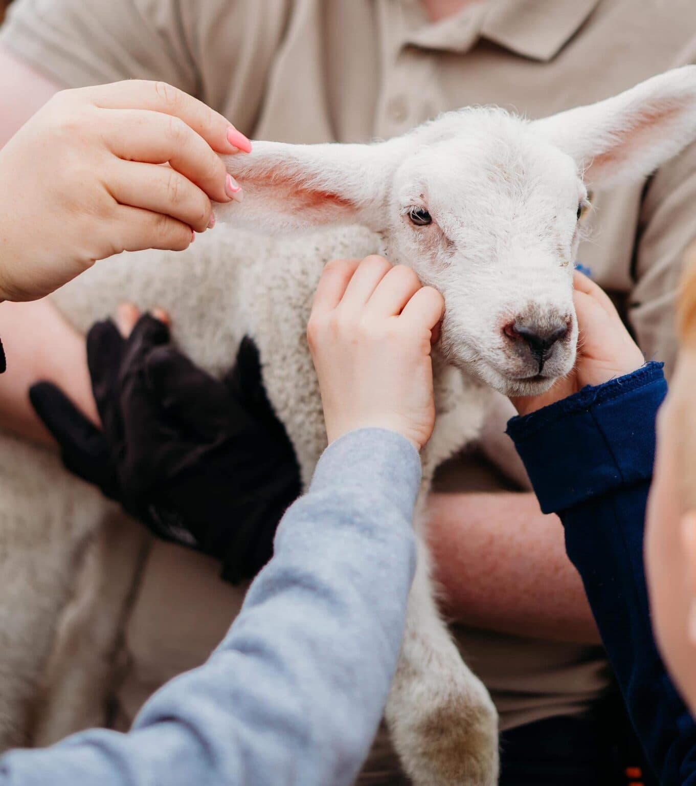 Burntwood Alpaca & Animal Experience - Image 4
