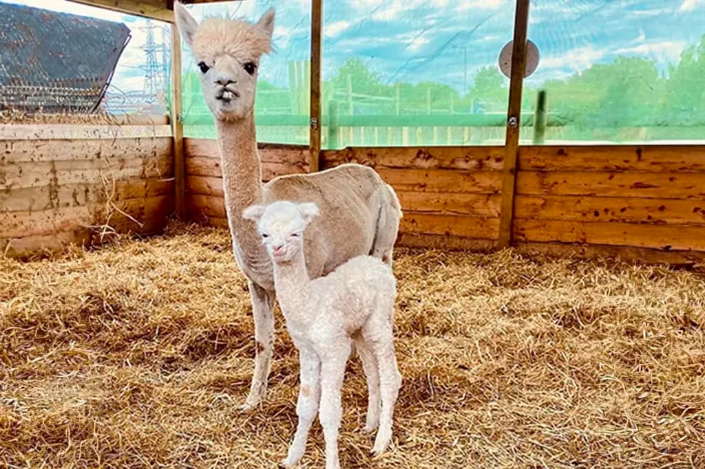 Burntwood Alpaca & Animal Experience - Image 5