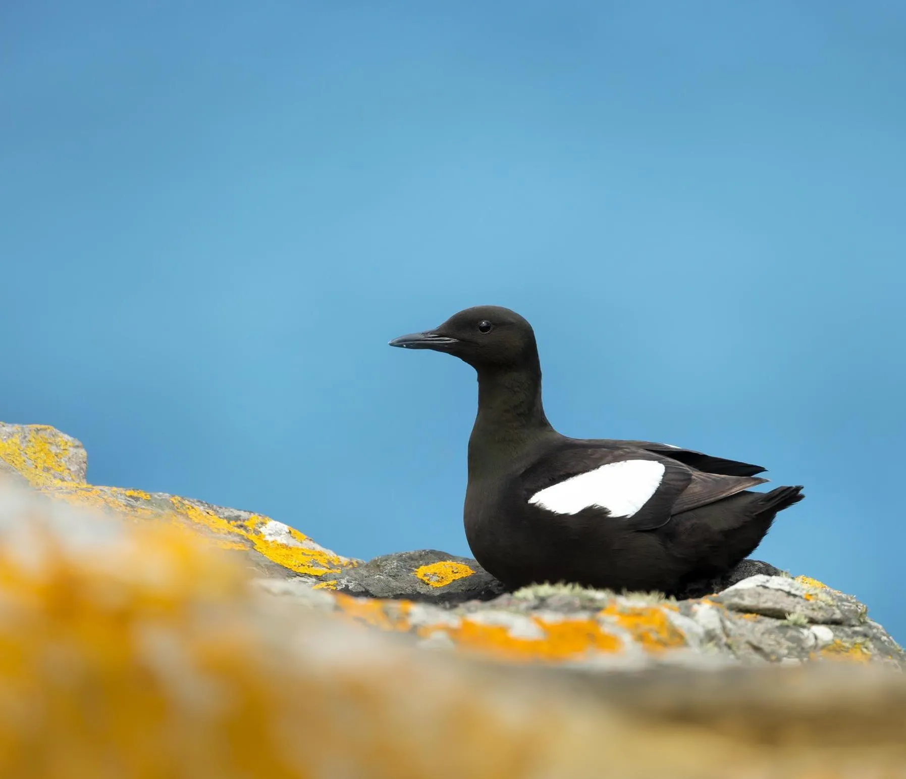 RSPB St Bees Head - Image 3