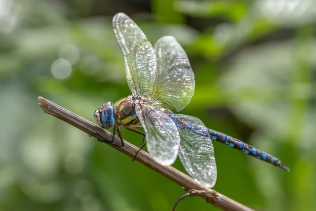 Blashford Lakes Nature Reserve - Image 3