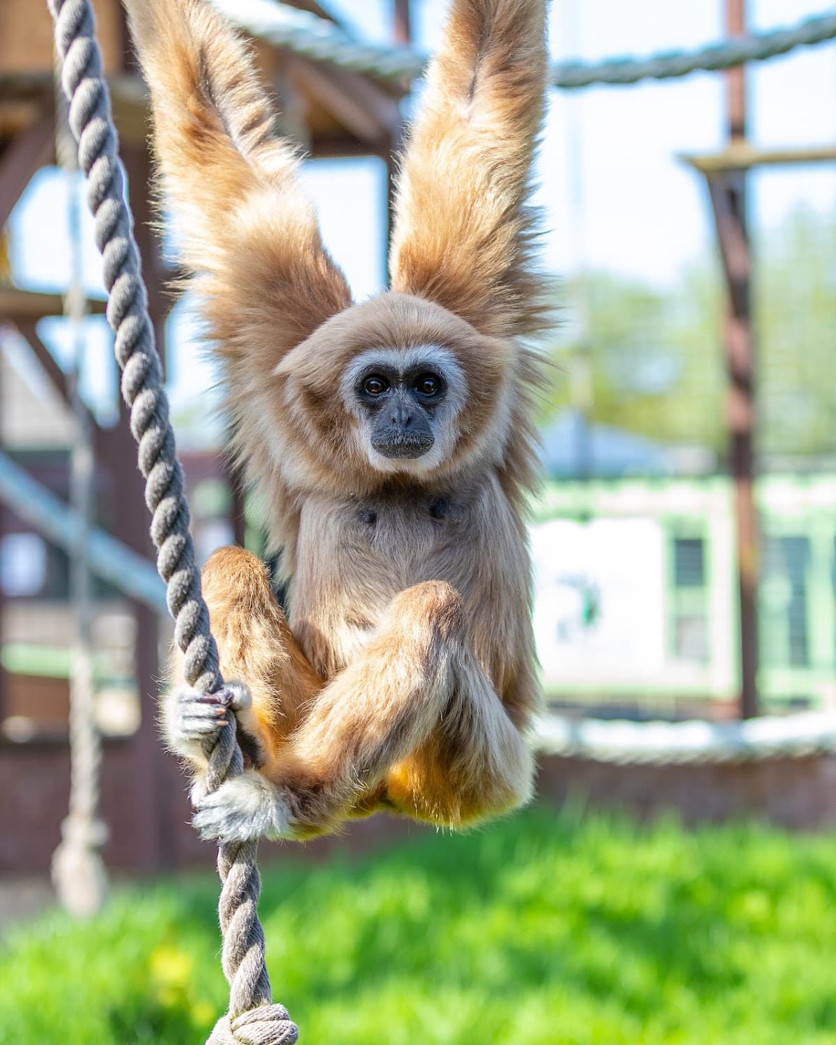 Monkey Haven - Primate Rescue Centre - Image 1