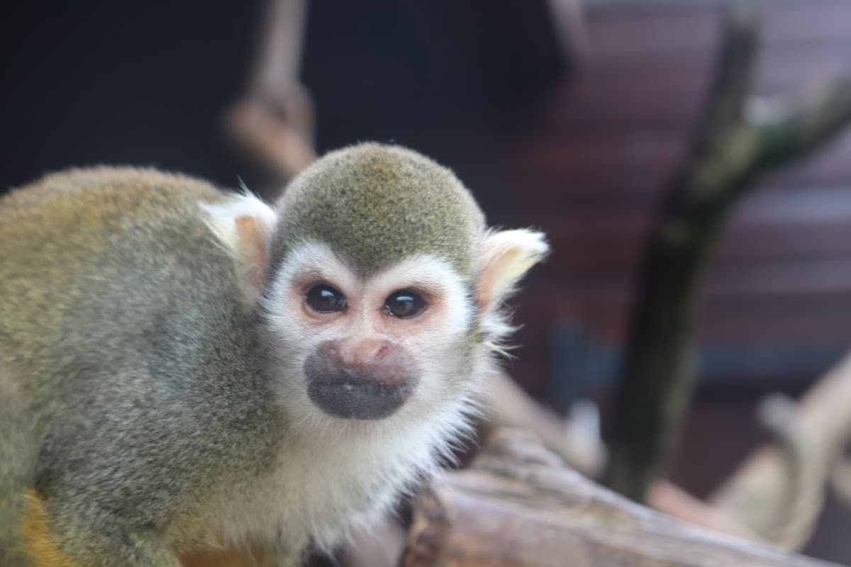 Monkey Haven - Primate Rescue Centre - Image 2