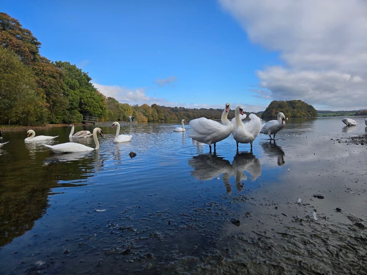 Gartmorn Dam Country Park - Image 3