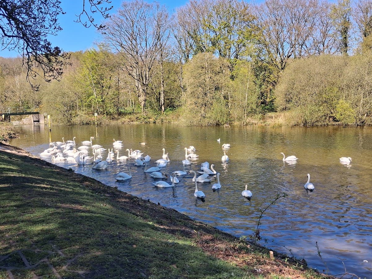 Gartmorn Dam Country Park - Image 4