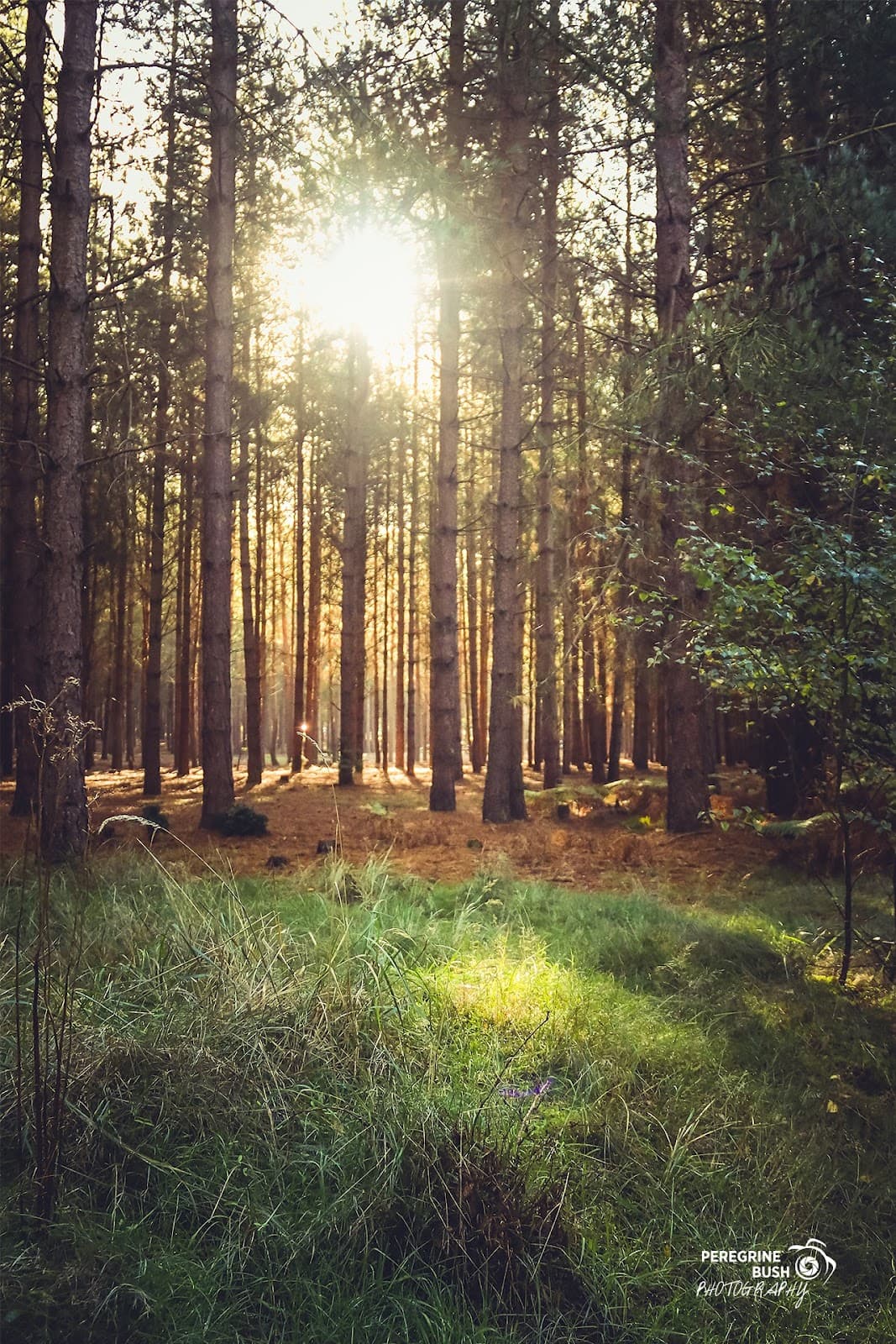 Rendlesham Forest - Image 3