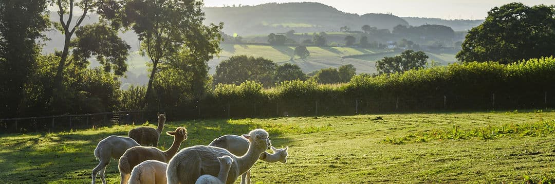 Little Orchard Alpacas - Main view