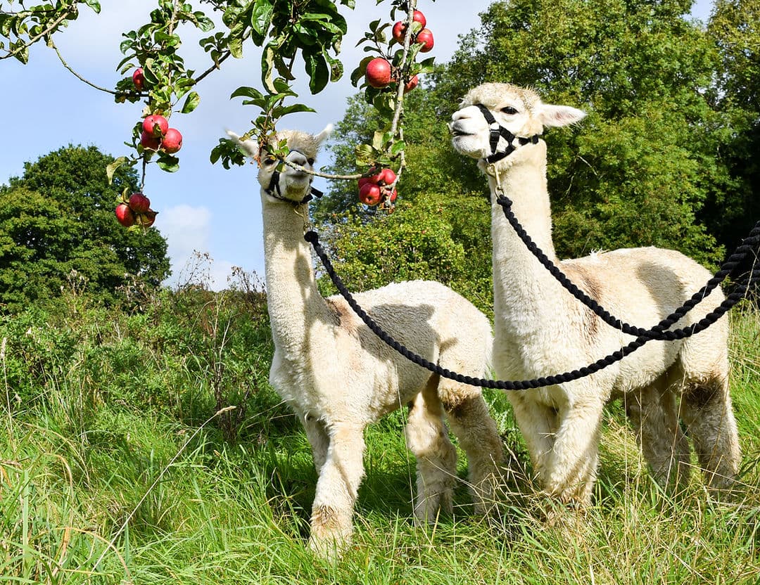 Little Orchard Alpacas - Image 2