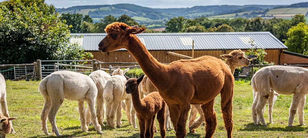 Little Orchard Alpacas - Image 3