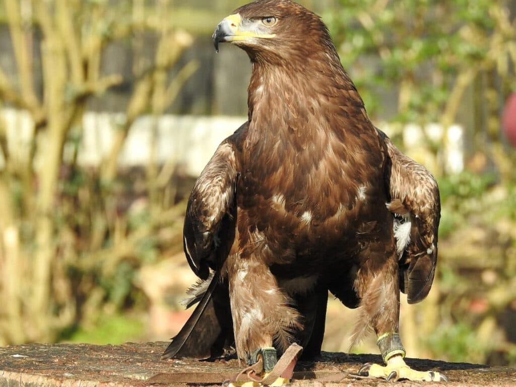 Eagle Heights Wildlife Foundation - Main view