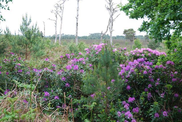 Canford Heath Nature Reserve - Image 3