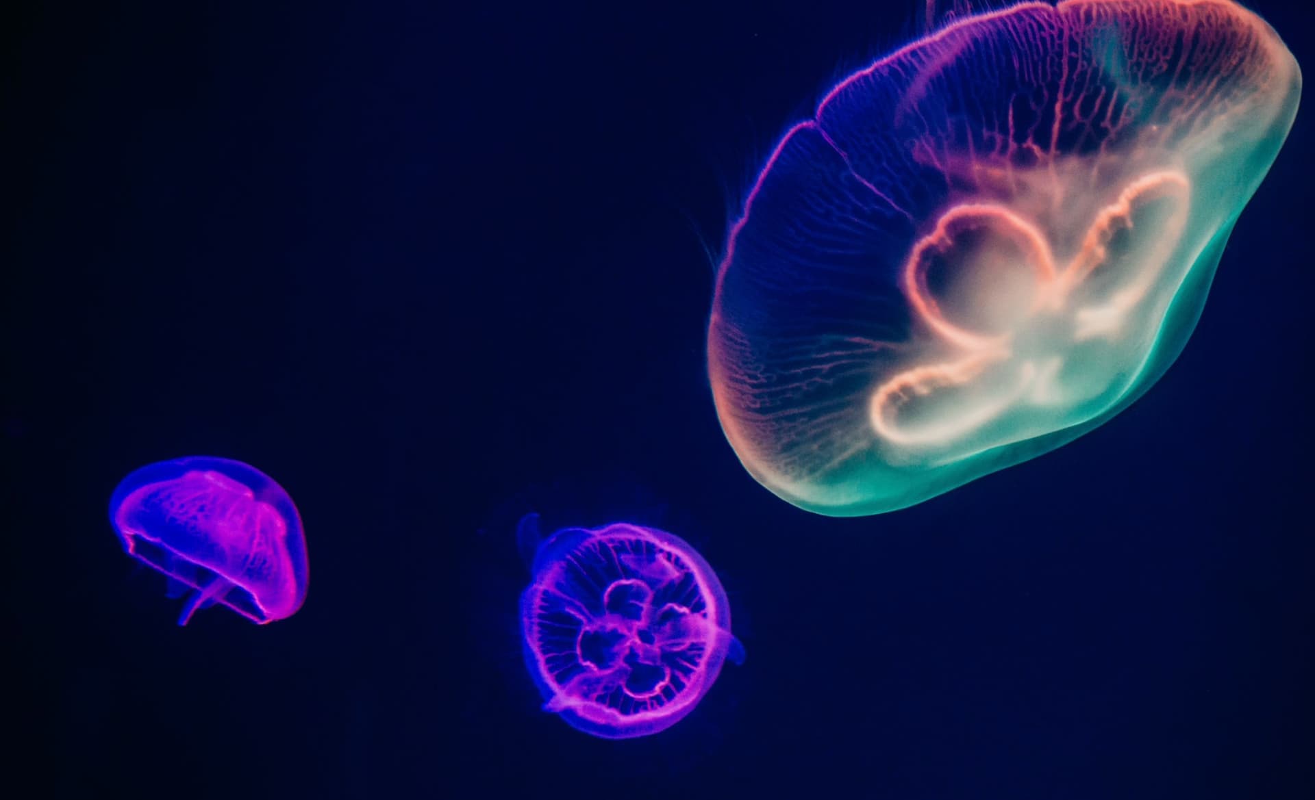Deep Sea World - Image 2