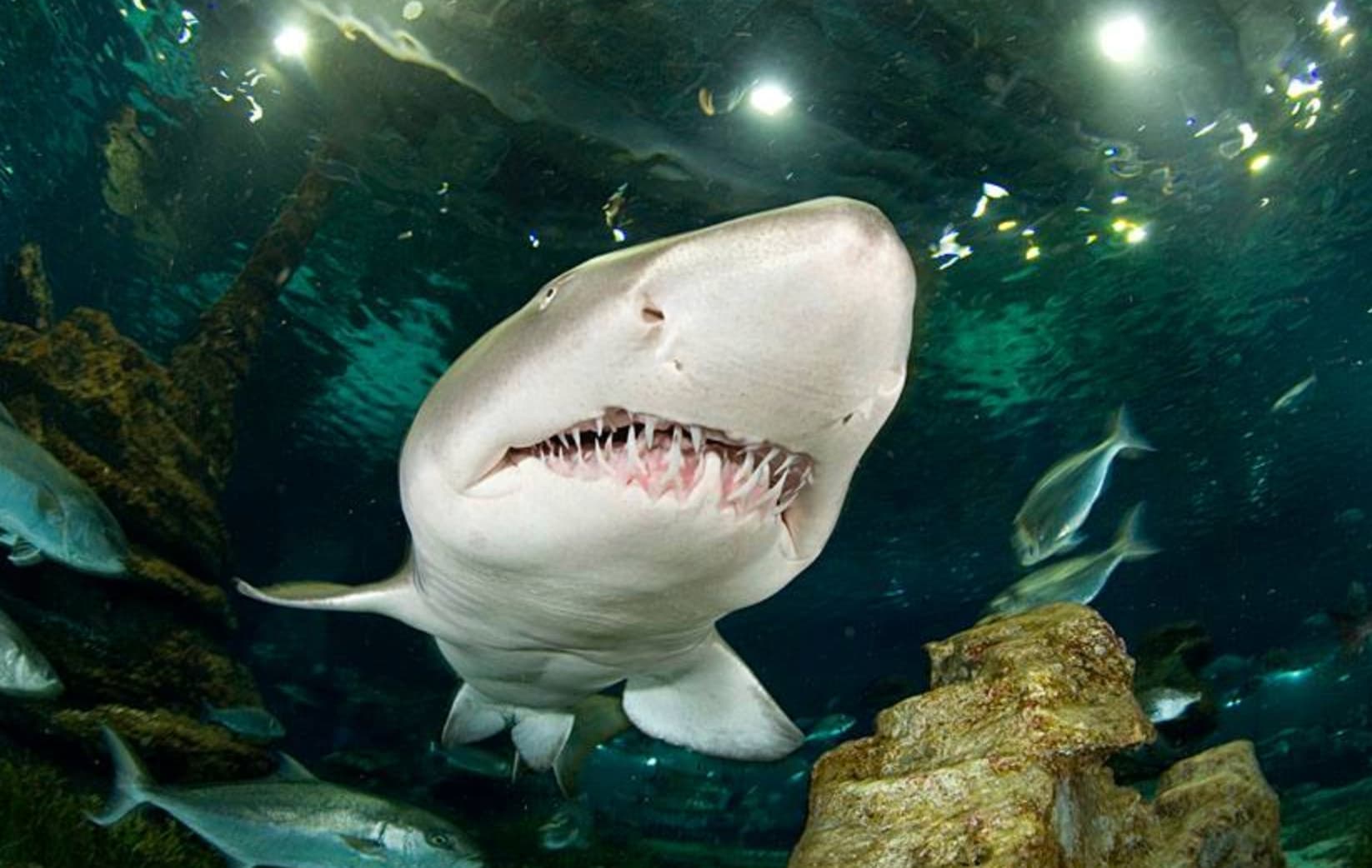 Deep Sea World - Image 3