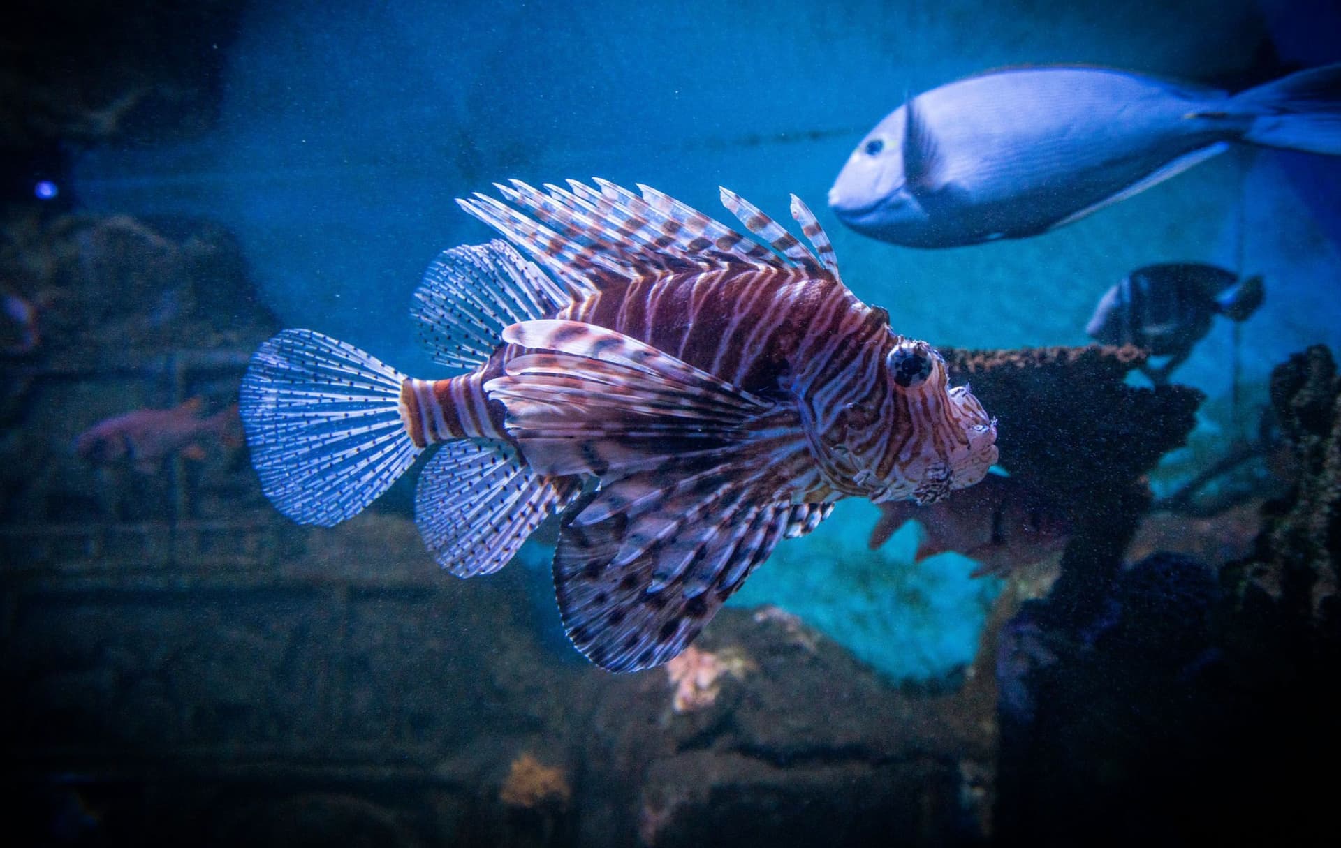 Deep Sea World - Image 4