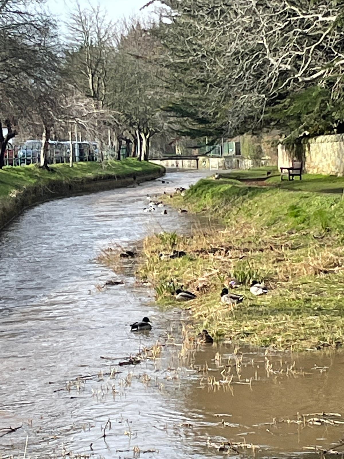 Kinness Burn Duck Feeding Area - Image 2