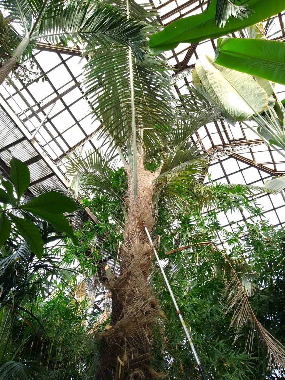 Glasgow Botanic Gardens - Image 3