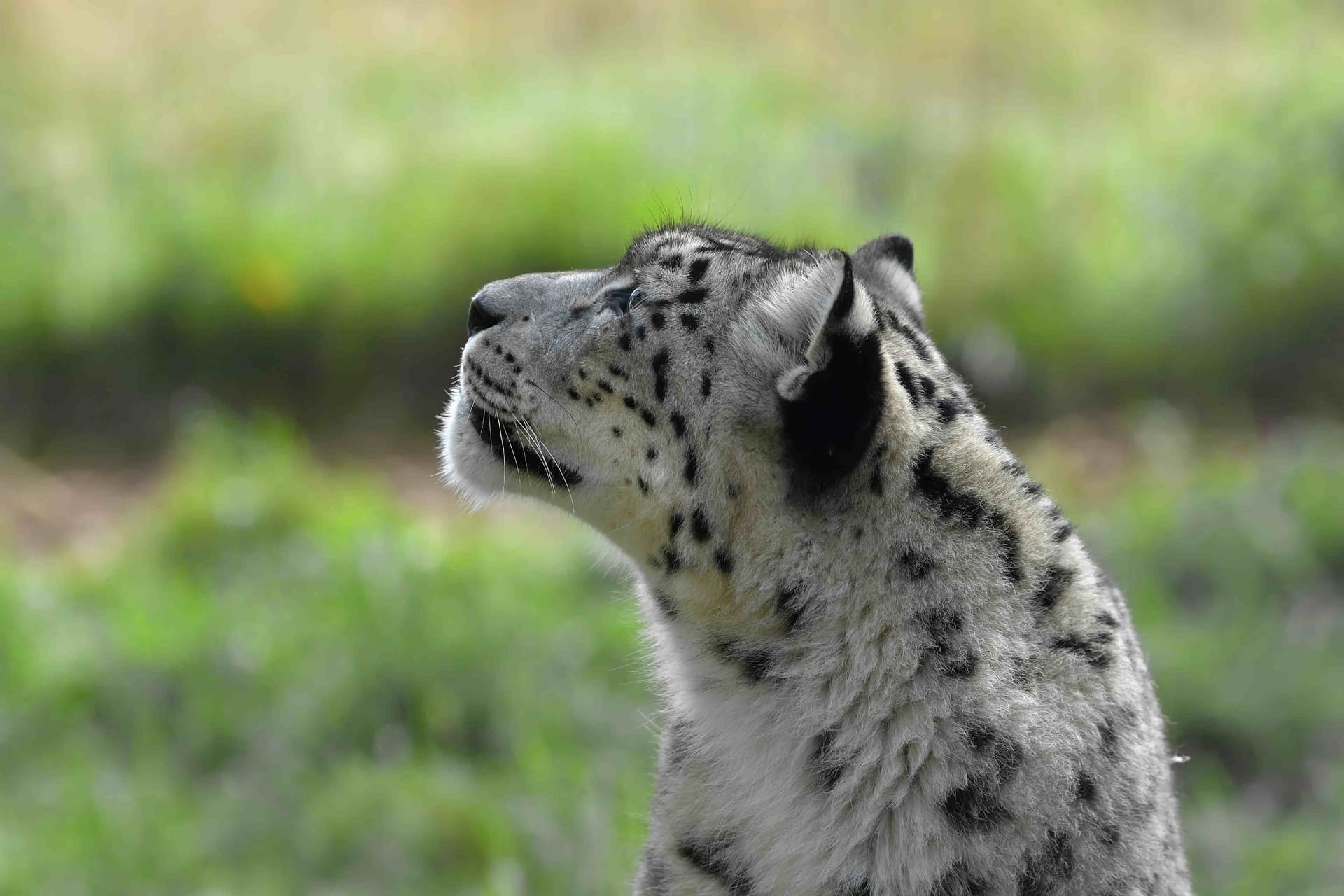 Highland Wildlife Park - Image 2