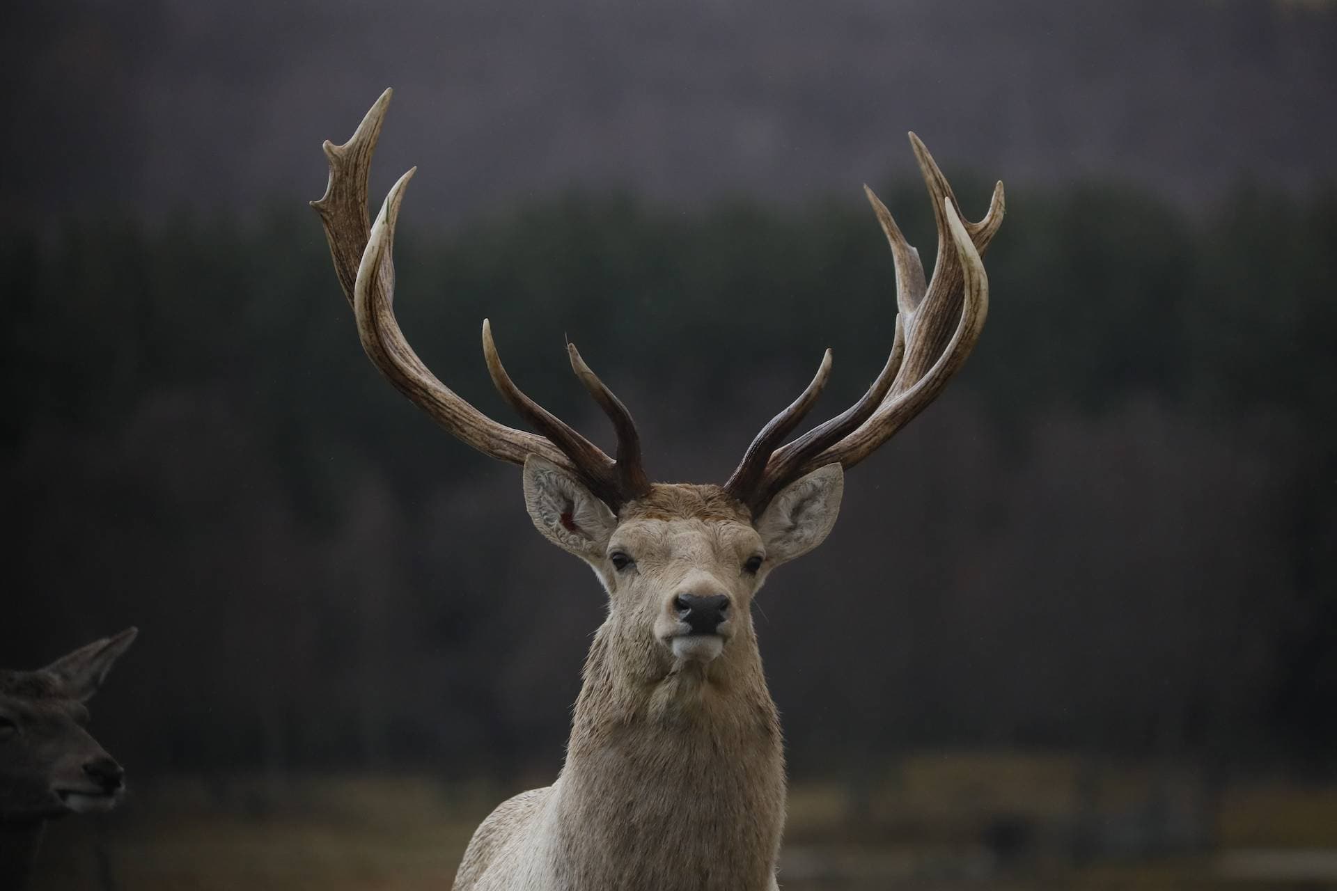 Highland Wildlife Park - Main view