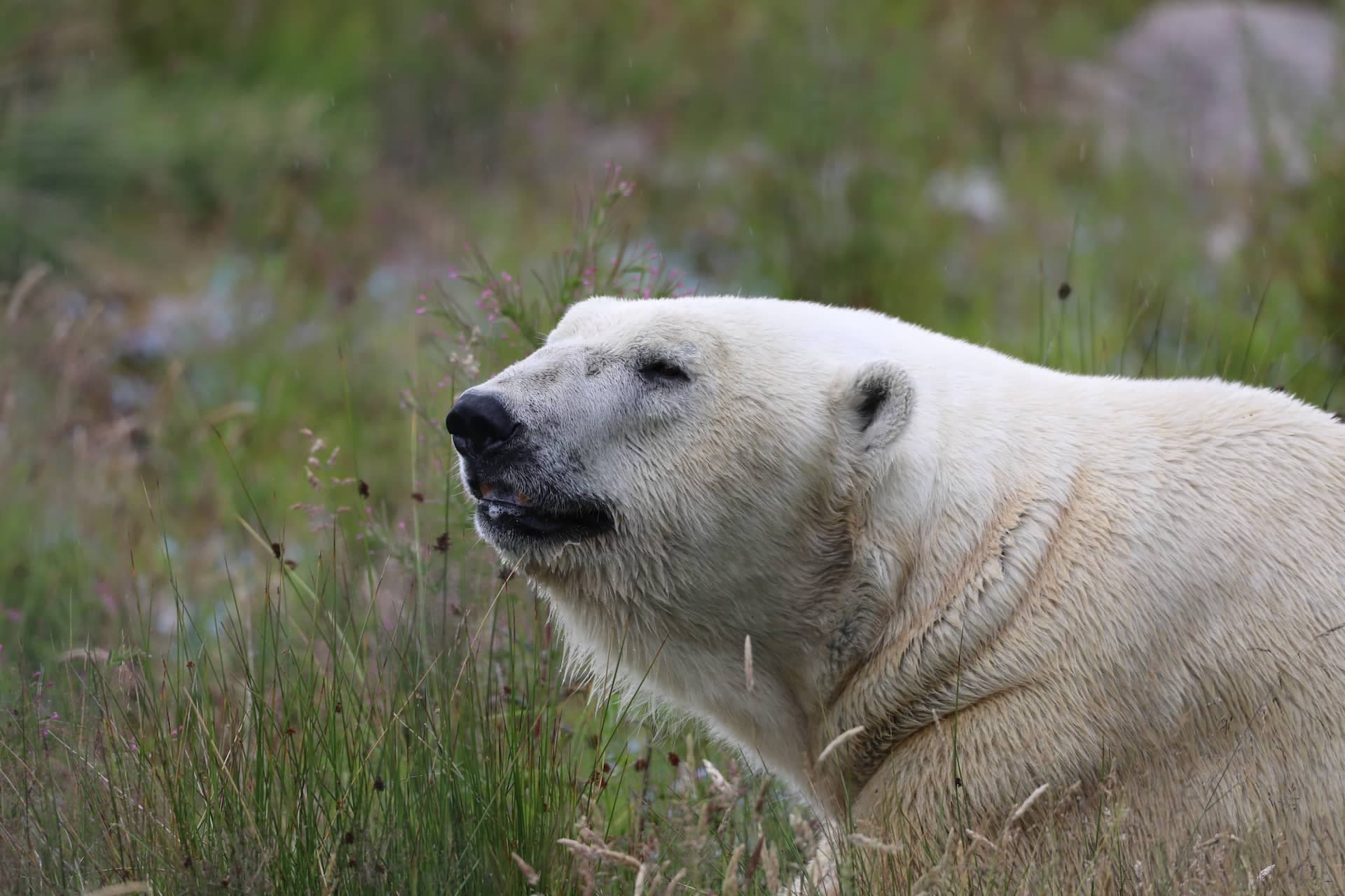 Highland Wildlife Park - Image 5