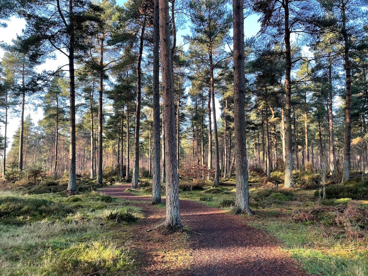 Devilla Forest Red Squirrel trail - Main view
