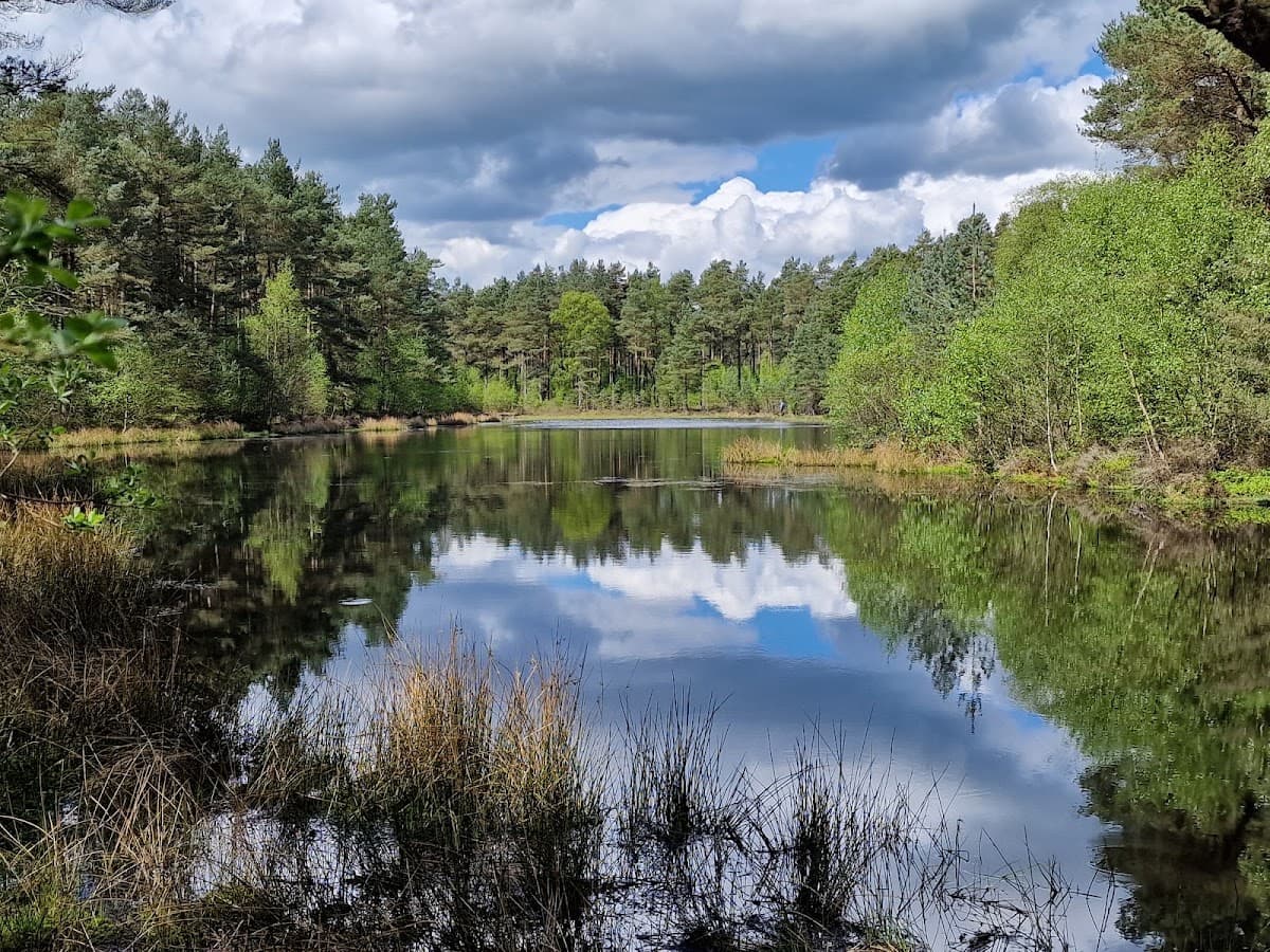 Devilla Forest Red Squirrel trail - Image 2
