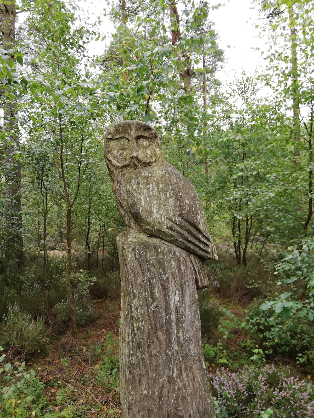 Devilla Forest Red Squirrel trail - Image 3