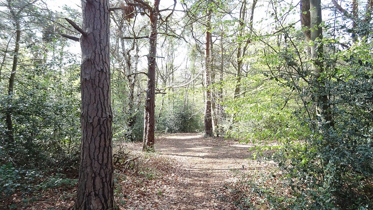 Keston Common - Image 1