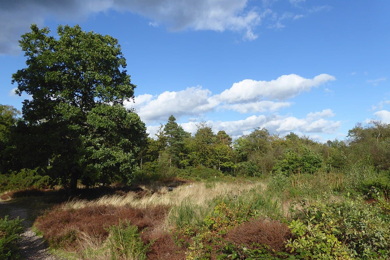 Keston Common - Image 2