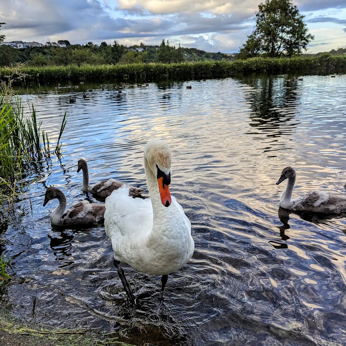 Auchinstarry Quarry Park - Image 2