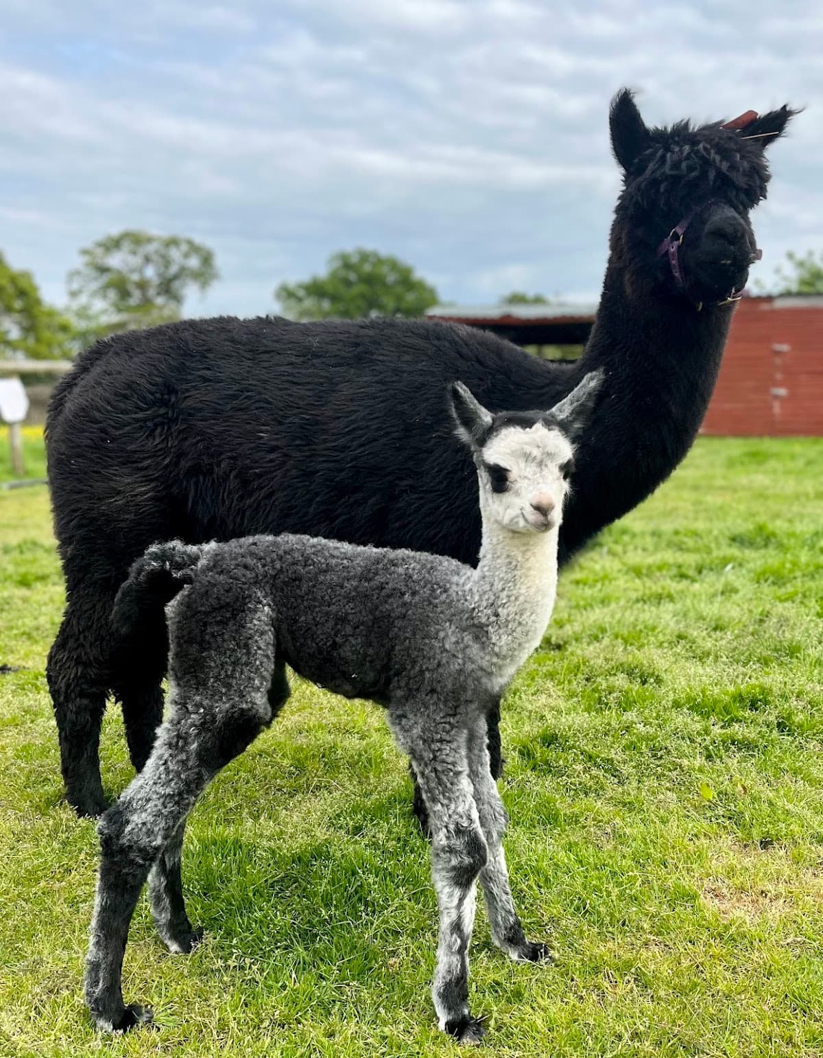Faerie Tale Farm Alpacas - Image 1