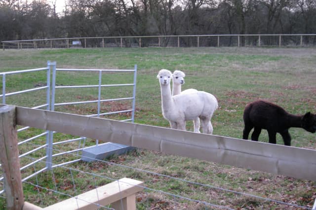 Faerie Tale Farm Alpacas - Image 2