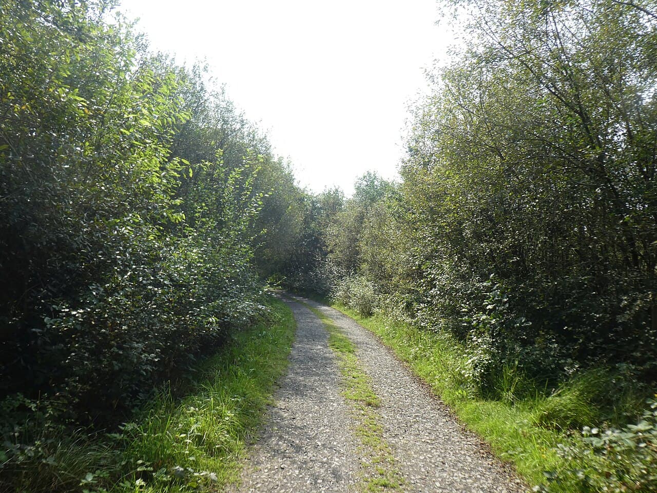 Meeth Quarry Nature Reserve (DWT) - Image 4