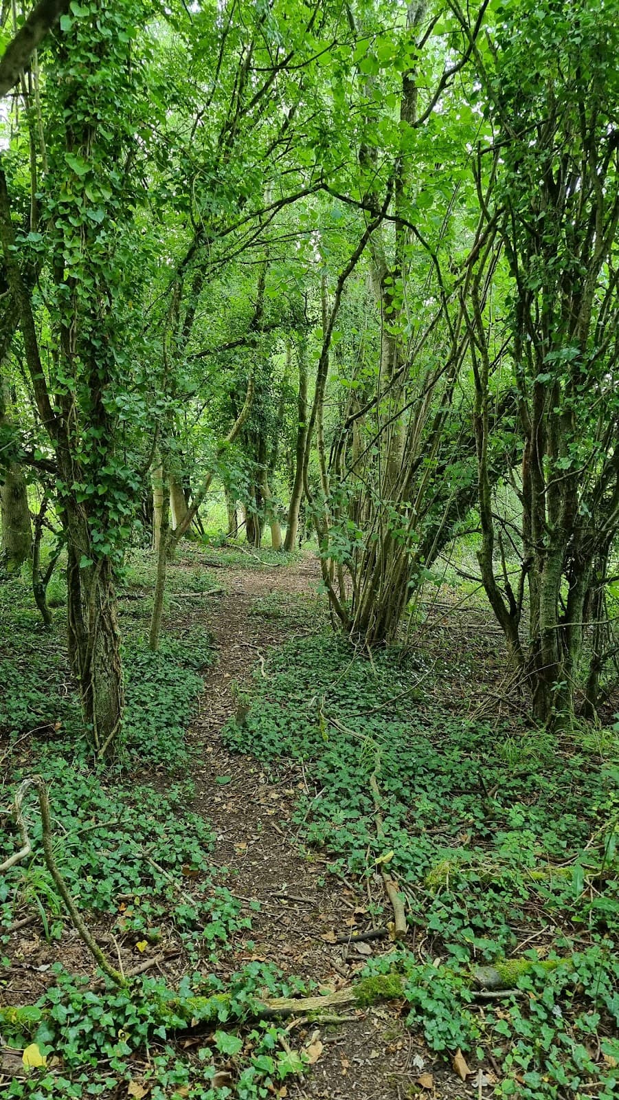 Stockwood Open Space Nature Reserve - Image 3