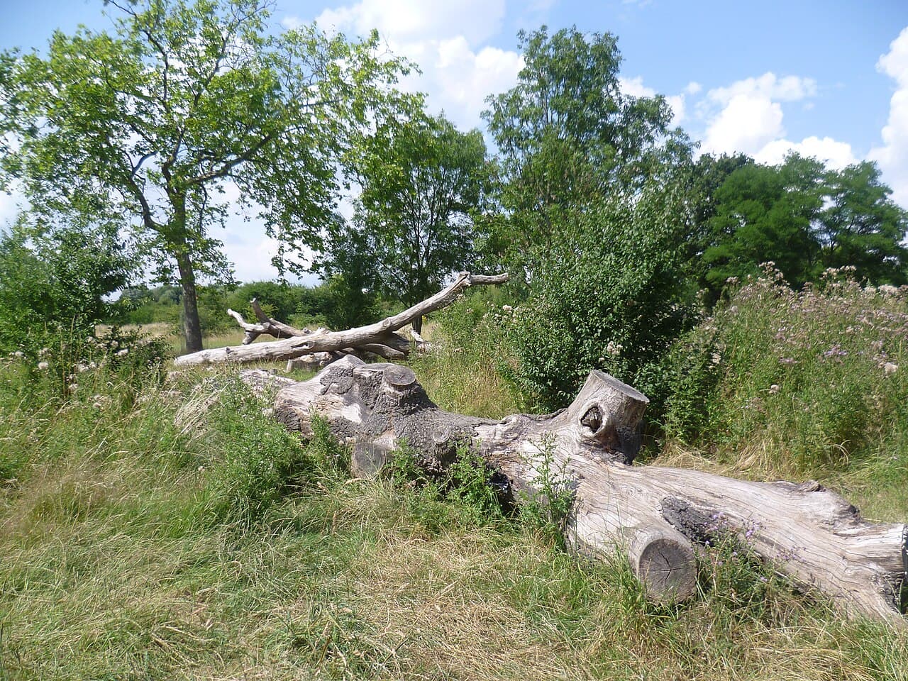 Little Wormwood Scrubs - Image 2