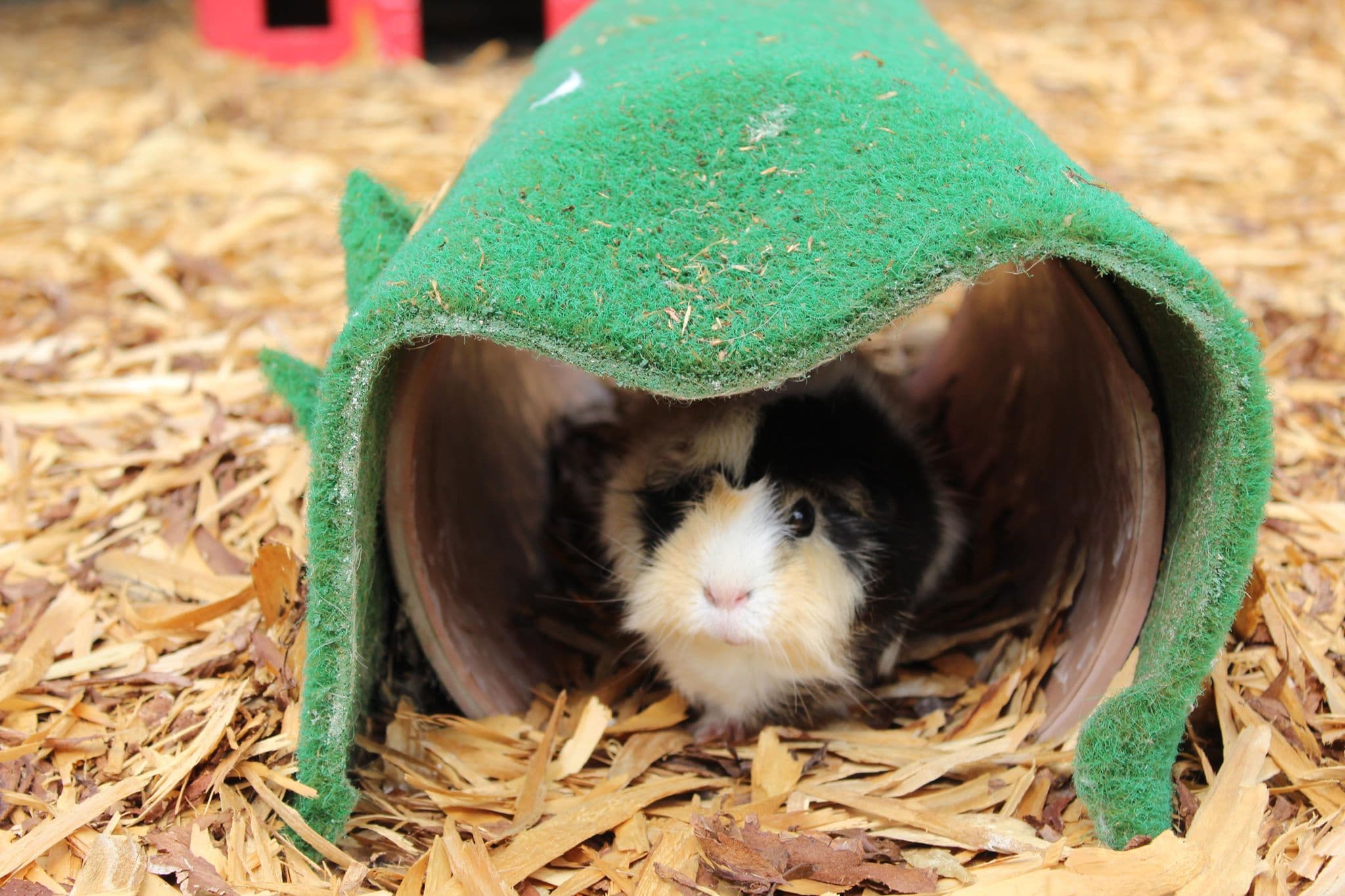 Lockey Farm - Image 2