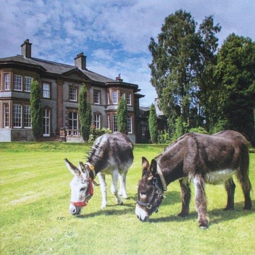 The Scottish Donkey Sanctuary - Main view