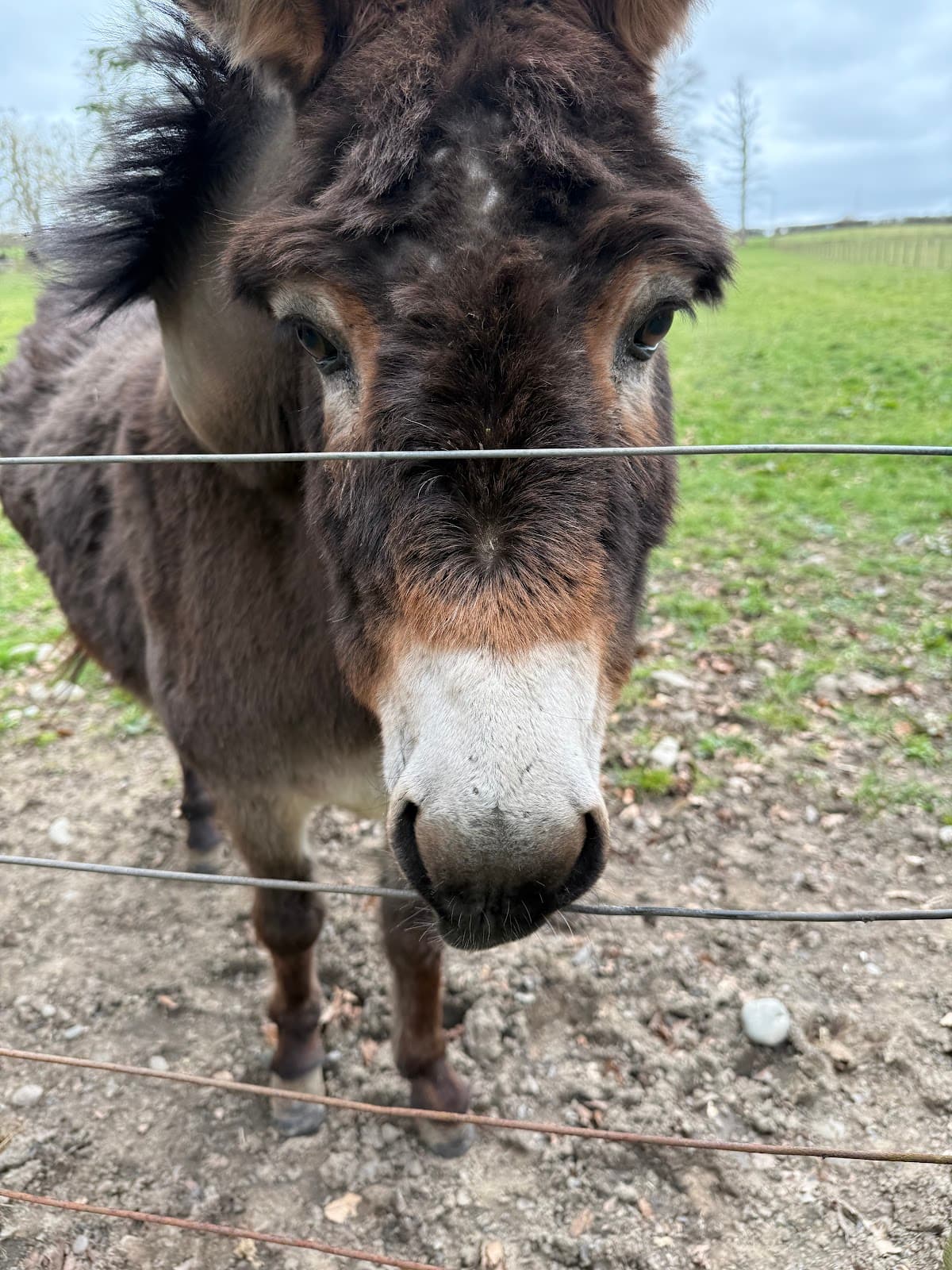 The Scottish Donkey Sanctuary - Image 2