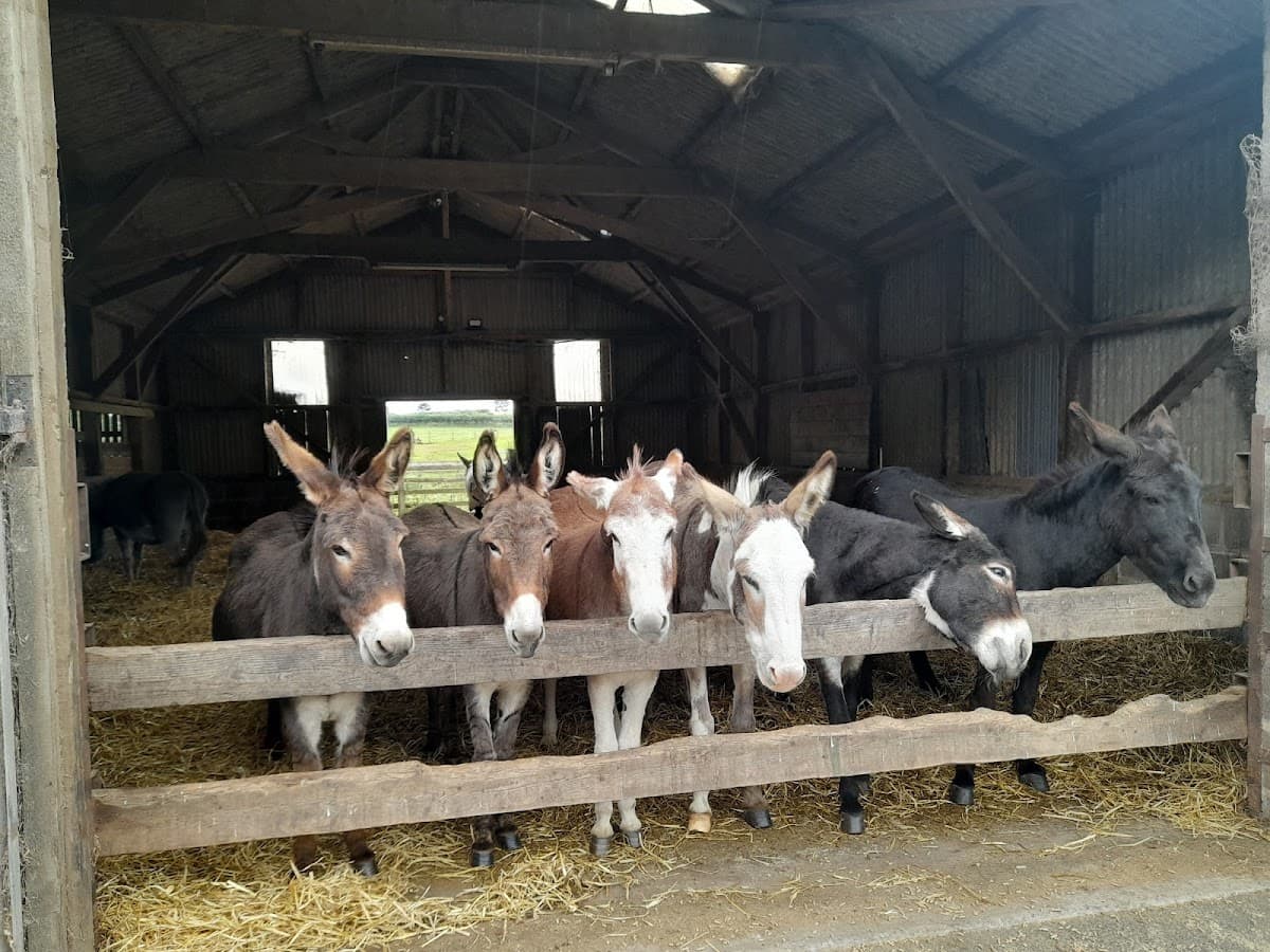 The Scottish Donkey Sanctuary - Image 3
