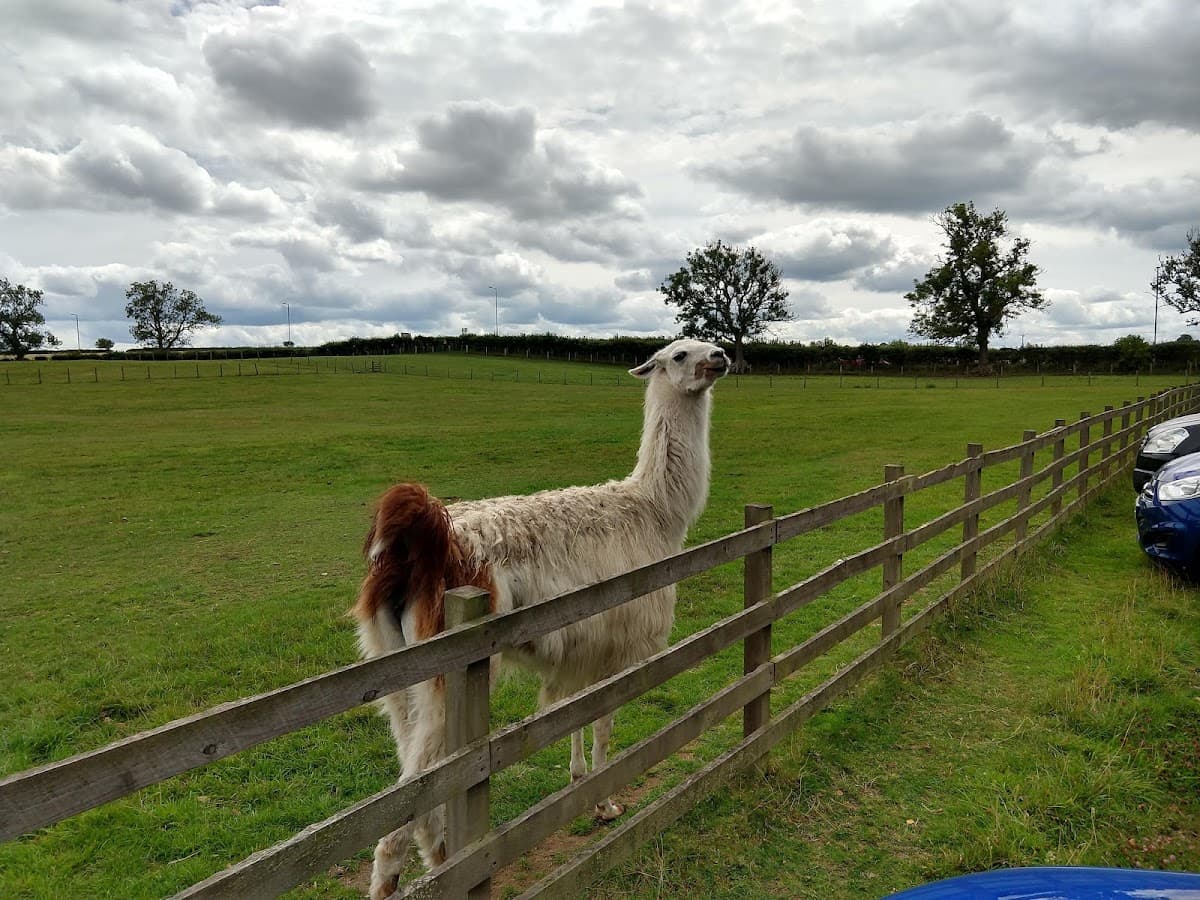 The Scottish Donkey Sanctuary - Image 4