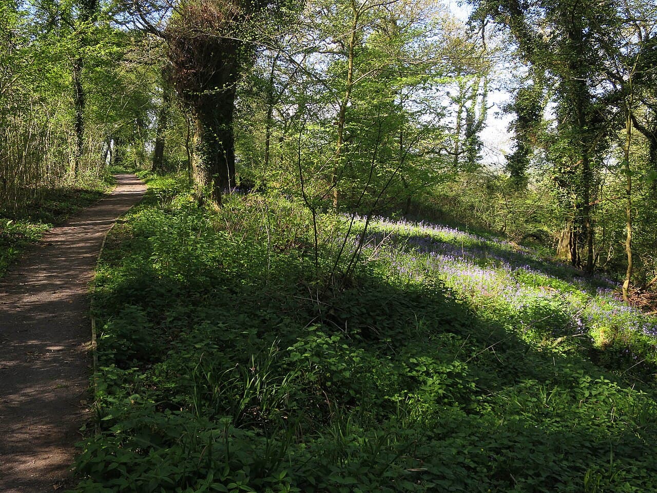 RSPB Swell Wood - Image 2