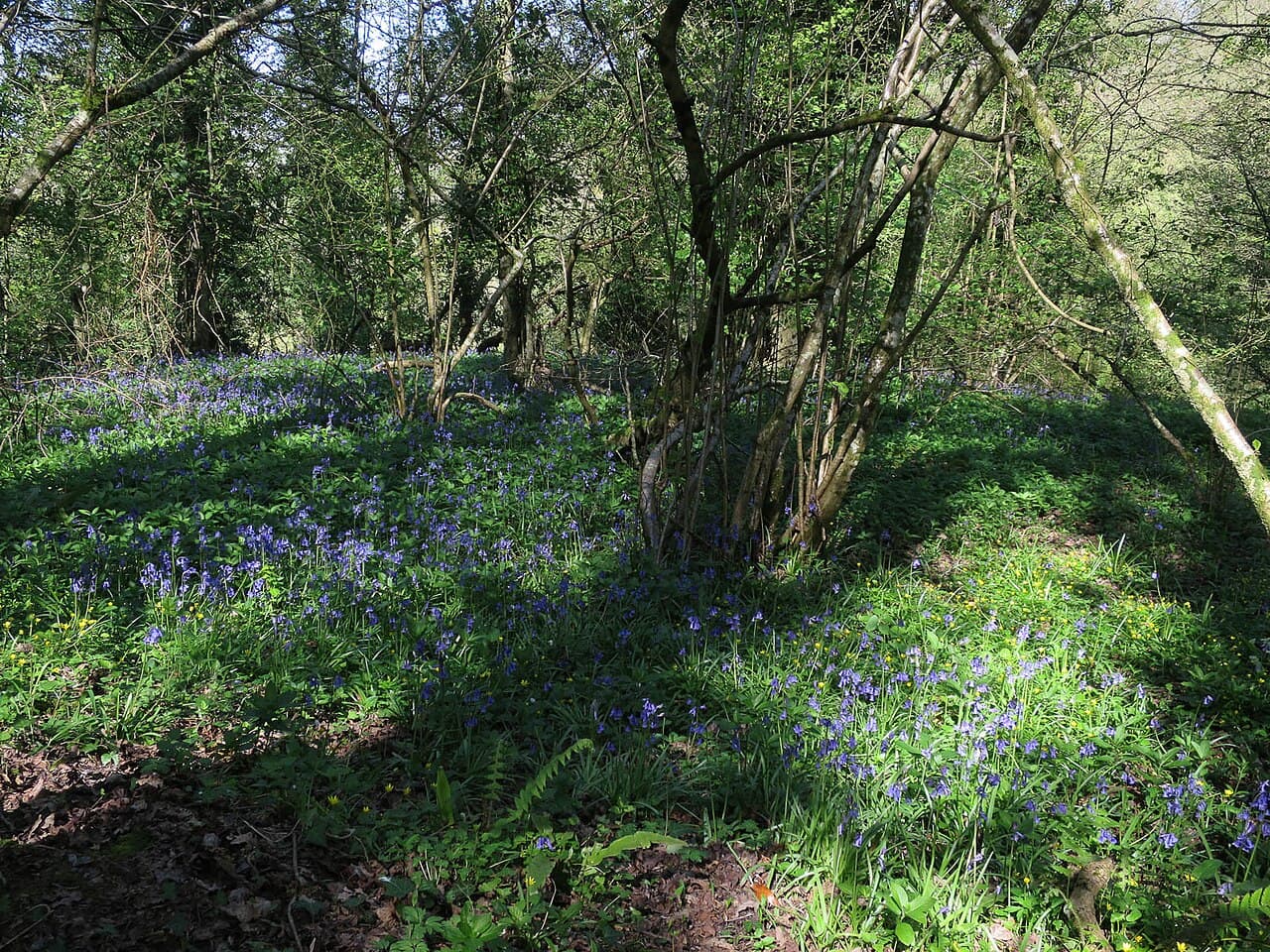 RSPB Swell Wood - Image 3