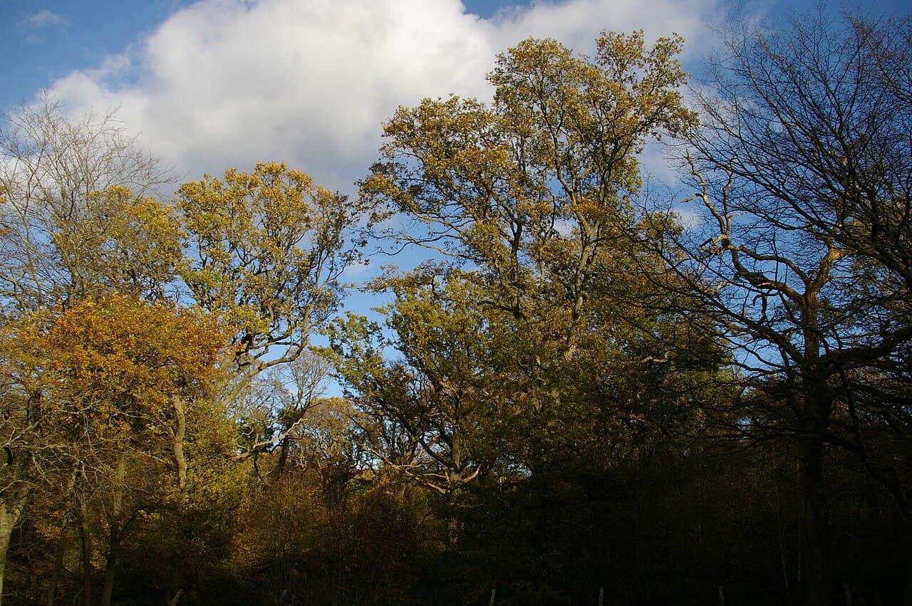 Parndon Wood Nature Reserve - Image 2