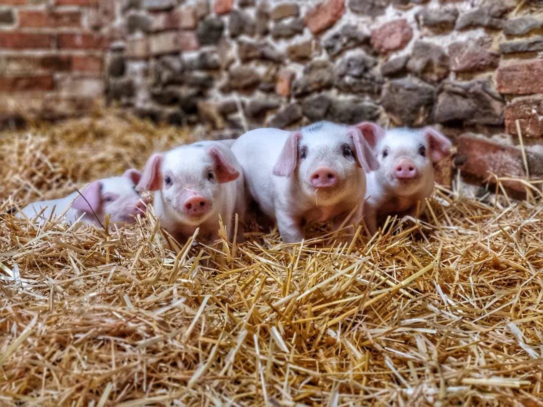 Church Farm - Stow Bardolph - Image 4