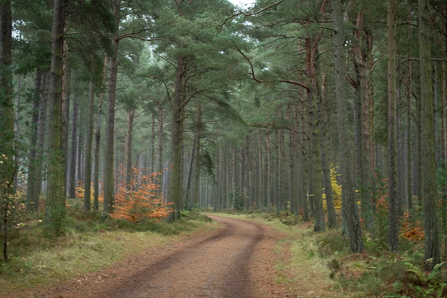 Tentsmuir National Nature Reserve - Image 5