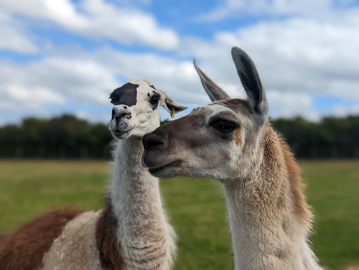 Heads Of Ayr Farm Park - Image 2