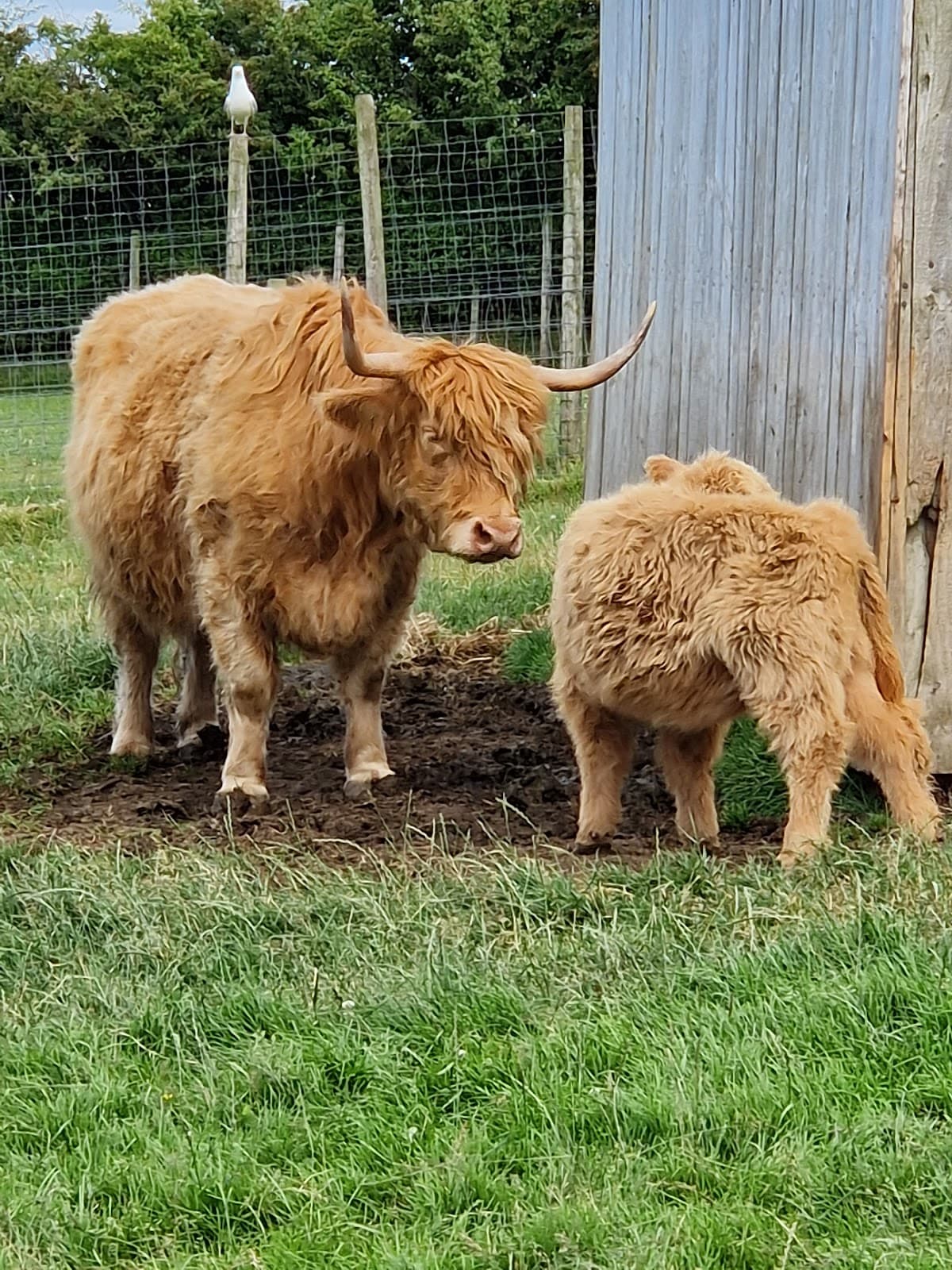 Heads Of Ayr Farm Park - Image 3