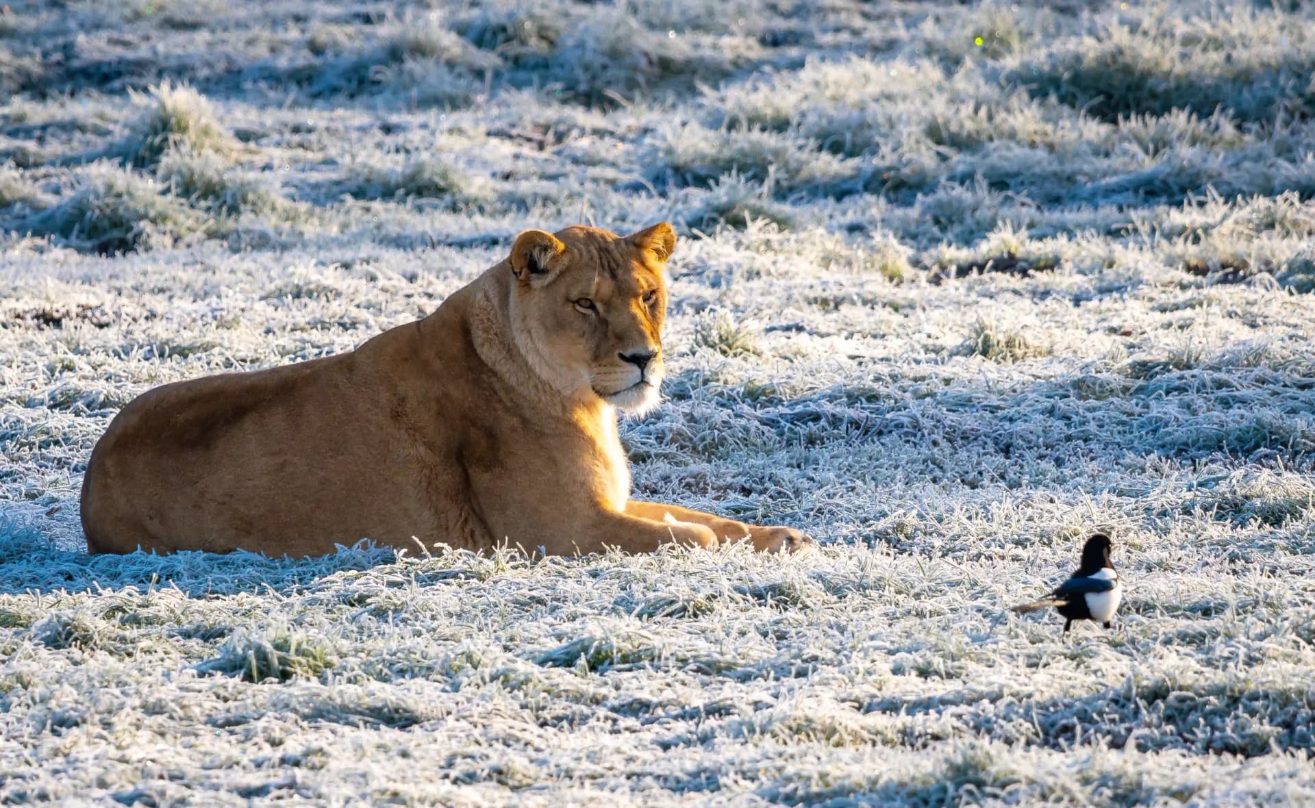 Blair Drummond Safari Park